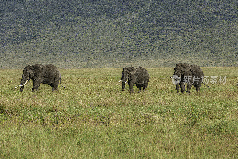 在坦桑尼亚联合共和国恩戈罗恩戈罗保护区，非洲丛林象(Loxodonta africana)，也被称为非洲草原象，是两种非洲象中较大的一种